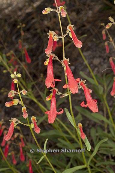 penstemon rostriflorus 1 graphic